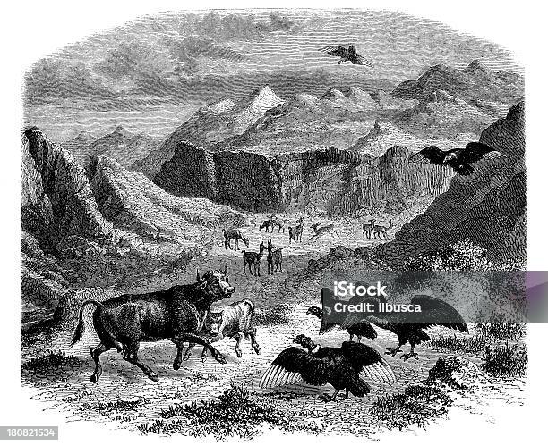 Vetores de Antique Ilustração De Condores Ataque Vaca e mais imagens de Abutre do Novo Mundo - Abutre do Novo Mundo, Agressão, Animal