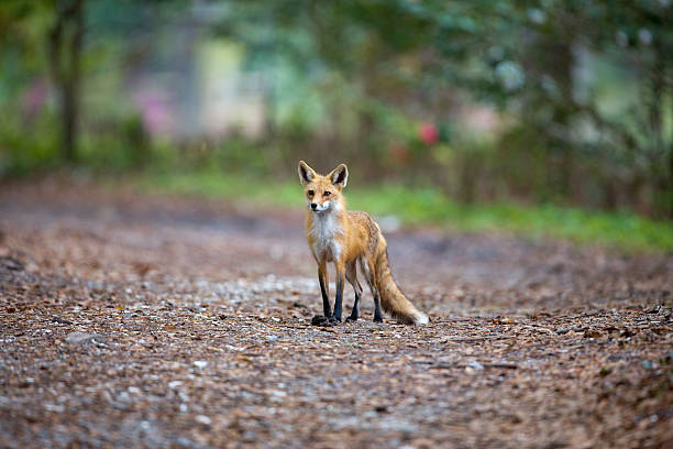 istock Mother Red Fox with Dinner at Her Feet Horizontal 180821612