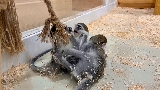 Two cute monkeys playing with each other and ropes hanging on branch at the zoo.