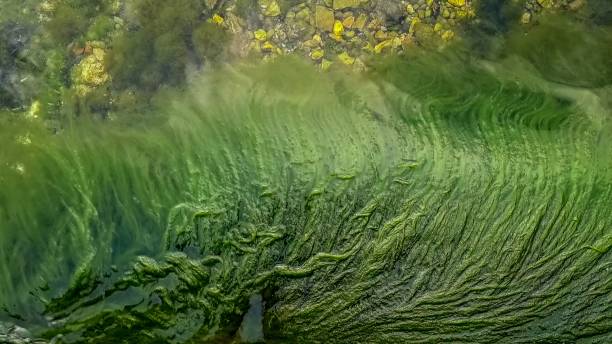 istock Green algae or seagrass slowly flowing in calm sea waves 1808217499