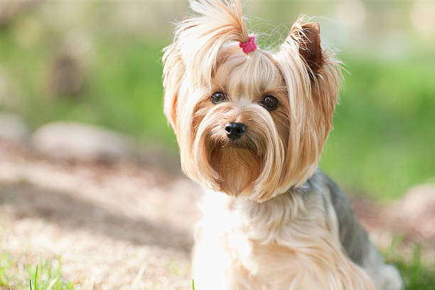 istock Yorkshire Terrier dog portrait 180821829