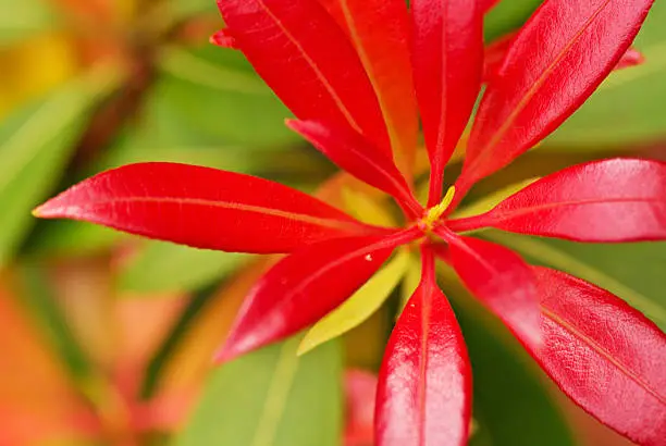 Pieris japonica shrub with new red growth and raindrops KONICA MINOLTA 7D 28-85mm lens