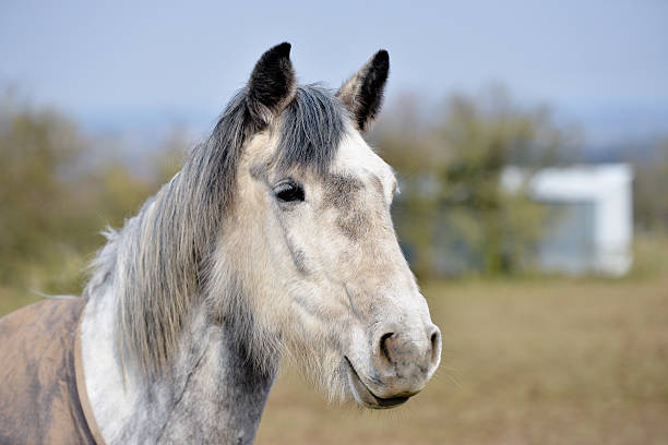 riscaldato dal grigio - horse winter dapple gray gray foto e immagini stock