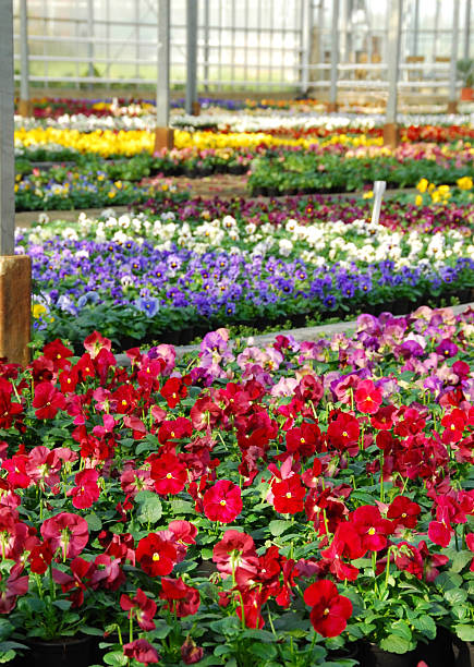istock Garden center with blooming Viola 180821883