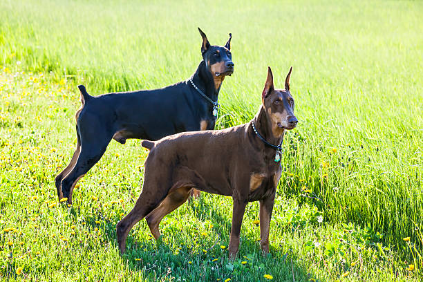 due avviso doberman pinschers in rilievo la posizione in attesa di un comando - remote dog control animal foto e immagini stock
