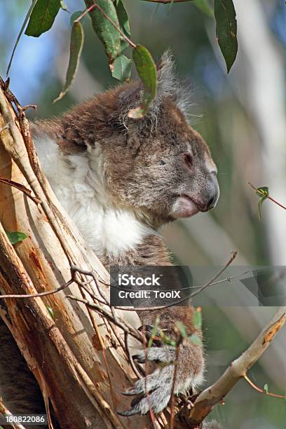 Koala Stock Photo - Download Image Now - Animal, Australia, Branch - Plant Part