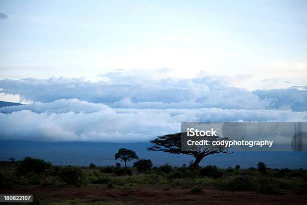 Photo libre de droit de Acacia banque d'images et plus d'images libres de droit de Acacia - Acacia, Afrique, Afrique de l'Est