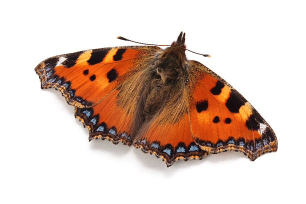 Butterfly Isolated. Tortoiseshell Butterfly (Aglais urticae) isolated on white. small tortoiseshell butterfly stock pictures, royalty-free photos & images