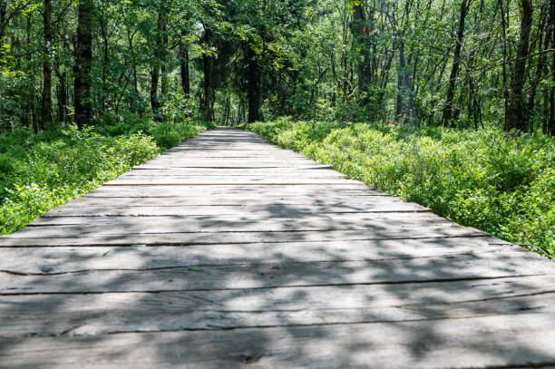 Carpathian birch  ( Betula carpatica )  forest with wooden footbridge in the red moor in the high Rhön, Hesse, Germany