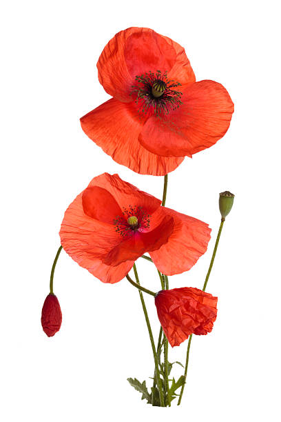 Poppy flowers. Poppy flowers. Isolated on white. corn poppy photos stock pictures, royalty-free photos & images