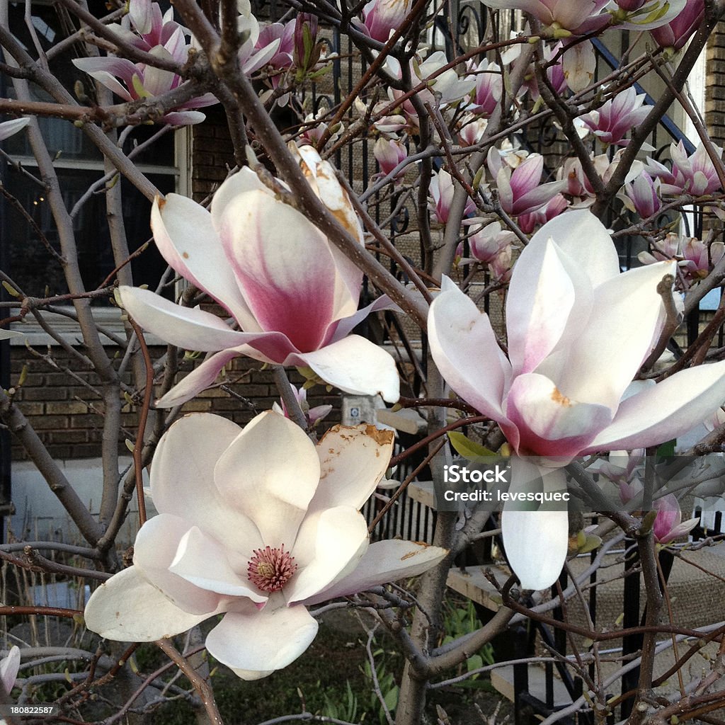 Magnolias - Zbiór zdjęć royalty-free (Automatyczny filtr postprodukcyjny)