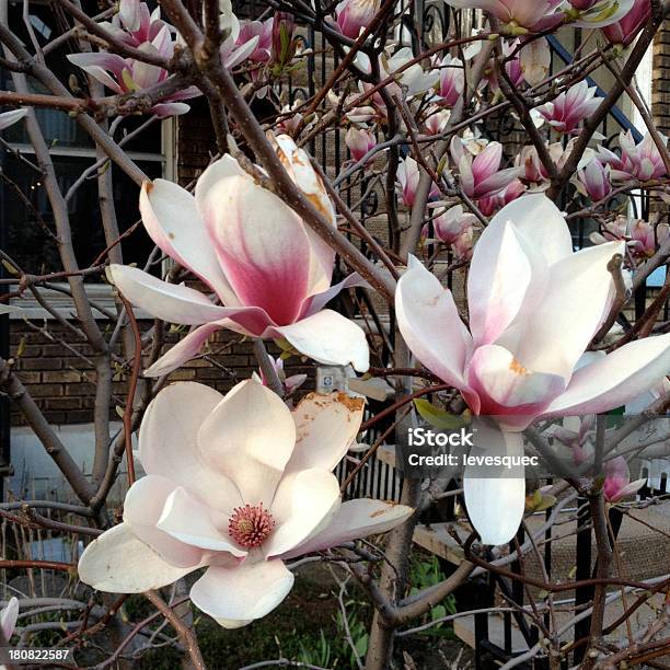 Magnolias - zdjęcia stockowe i więcej obrazów Automatyczny filtr postprodukcyjny - Automatyczny filtr postprodukcyjny, Bez ludzi, Fotografika