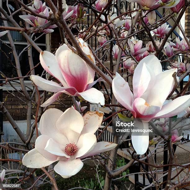 Magnoliáceas - Fotografias de stock e mais imagens de Ao Ar Livre - Ao Ar Livre, Cabeça de Flor, Cor de rosa