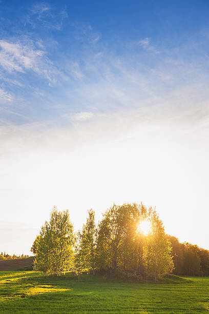 istock Rural scene in Sweden 180822653