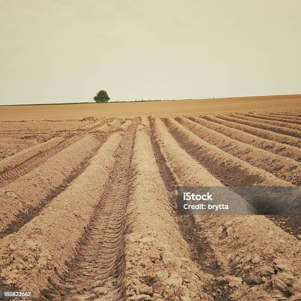 Cultivado Quintasconstellation Name Optional - Fotografias de stock e mais imagens de Agricultura - Agricultura, Ajardinado, Ao Ar Livre