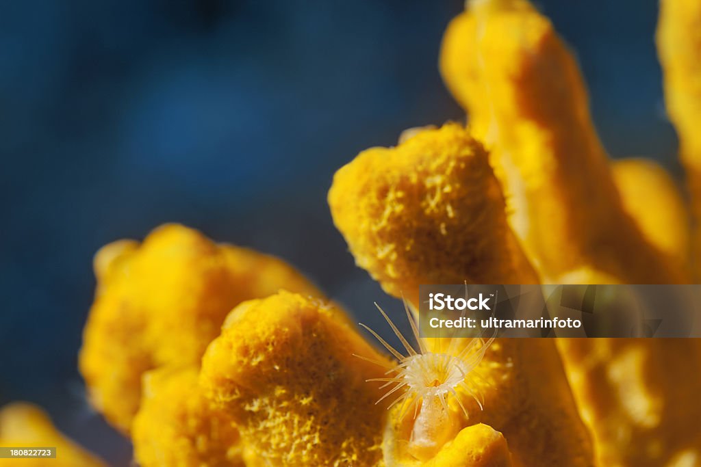 Leben im Meer - Lizenzfrei Abstrakt Stock-Foto