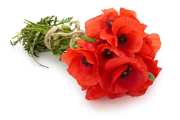 Poppy flowers in bouquet. Isolated on white.