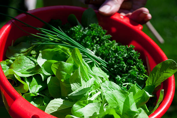 istock Bowl with fresh salad and herbs 180823046