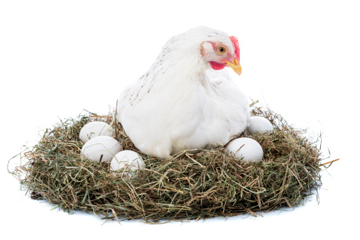 Hen in nest isolated on white