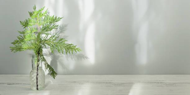 istock Minimalist Christmas decor with Cypress branches 1808230566