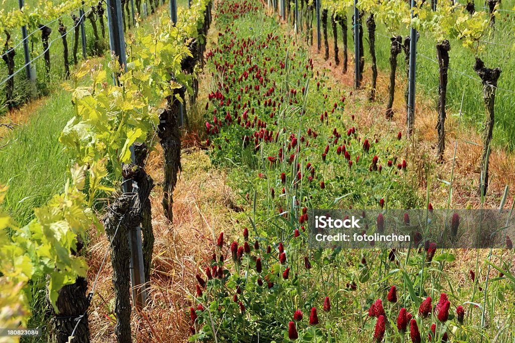 Vineyard im Frühling - Lizenzfrei Klee Stock-Foto