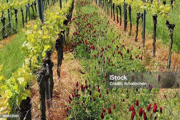 Vineyard Im Frühling Stockfoto und mehr Bilder von Klee - Klee, Rankenpflanze, Weinberg