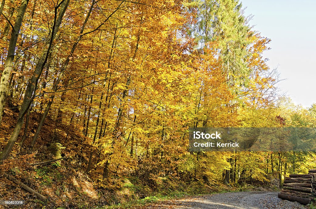 Laubwaldes im Herbst - Lizenzfrei Ast - Pflanzenbestandteil Stock-Foto