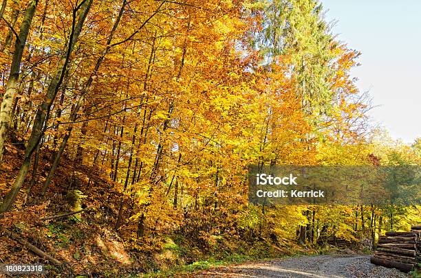 Laubwaldes Im Herbst Stockfoto und mehr Bilder von Ast - Pflanzenbestandteil - Ast - Pflanzenbestandteil, Baum, Blatt - Pflanzenbestandteile