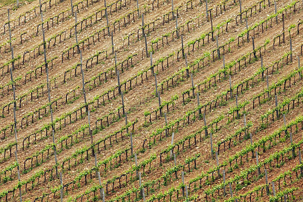 istock vineyard in Tuscany, Italy 180823432