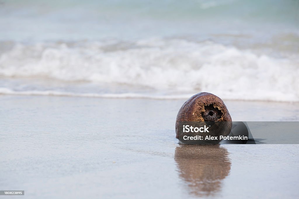 Старый пустой Треснувший coconuts на тропический Пляж - Стоковые фото Абстрактный роялти-фри