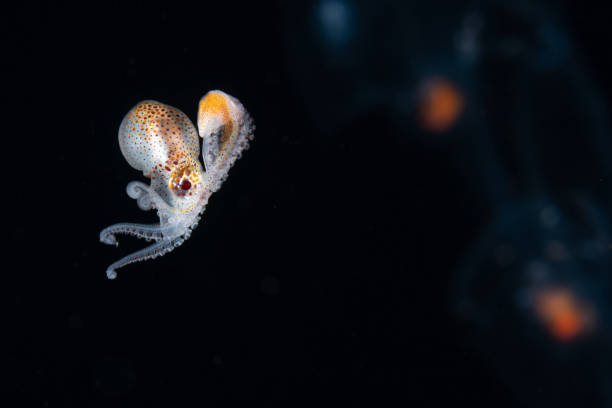 istock Young female paper nautilus argonaut carrying a newly forming shell 1808239114