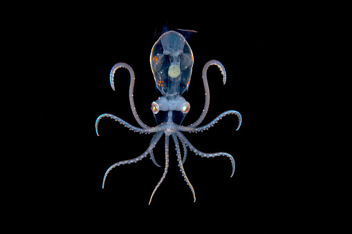 Small sharpear enope squid in a symmetrical pose. Photographed at night during a blackwater drift dive out in the open ocean off Palm Beach, Florida