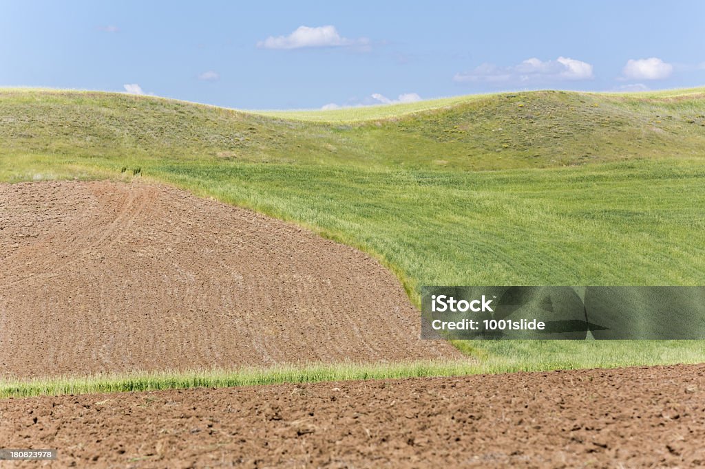 Campo Verde e unplowed área - Foto de stock de Agricultura royalty-free