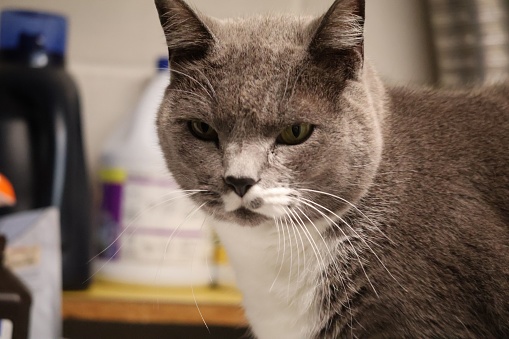 A gray cat is looking directly into the camera lens, its eyes wide and alert