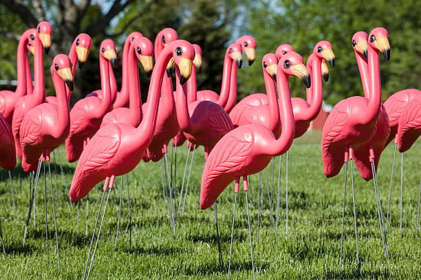 flamant rose en plastique affluent ensemble sur la pelouse - plastic flamingo photos et images de collection