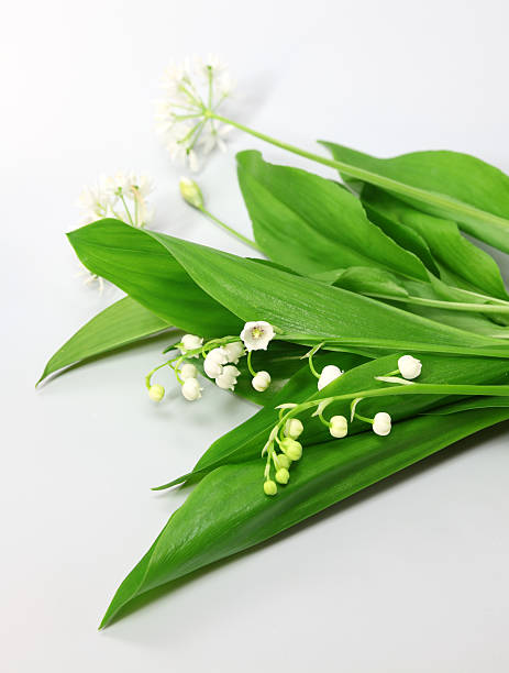 istock Lily of the valley and ramson 180824631