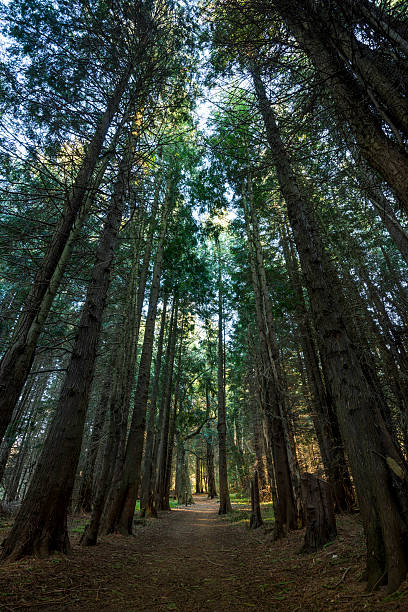 istock Forest path, enormous and high conifers, trees in woods (XXXLarge) 180824800