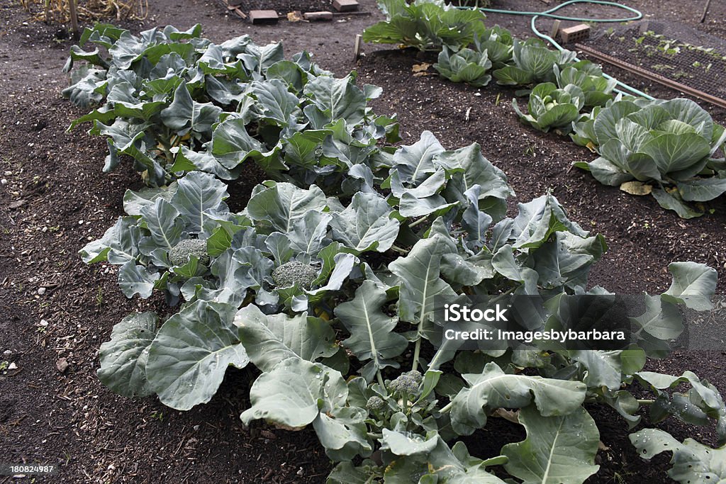 Coliflor y otros verduras - Foto de stock de Agricultura libre de derechos