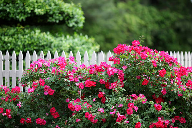 네이처스 쉽게 - flower bed spring flower tree 뉴스 사진 이미지