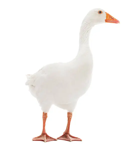 White goose isolated on white