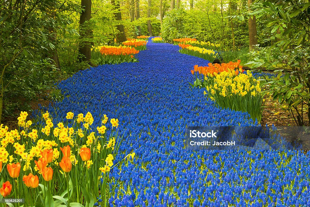 Blooming River "A river of blue grape hyacinths in a park with orange and yellow tulips. Location is the Keukenhof garden, Netherlands.Other tulip images:" Keukenhof Gardens Stock Photo