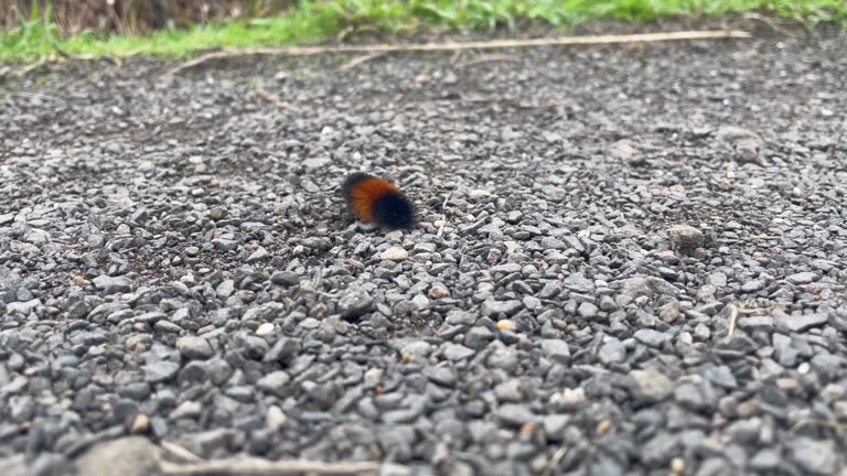 Banded Woolly Bear Caterpillar Crawling On Stony Ground. wide shot