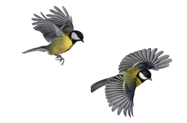 istock two tit birds fluttering feathers and wings on a white isolated park 1808253612