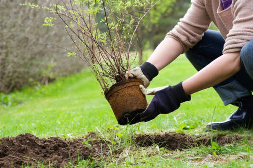 Planting a bush in spring.