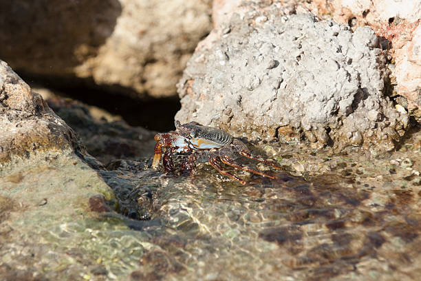 istock crab on a rock in the caribbean 180825410