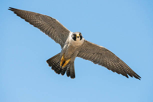 걸리죠 wing - peregrine falcon 뉴스 사진 이미지