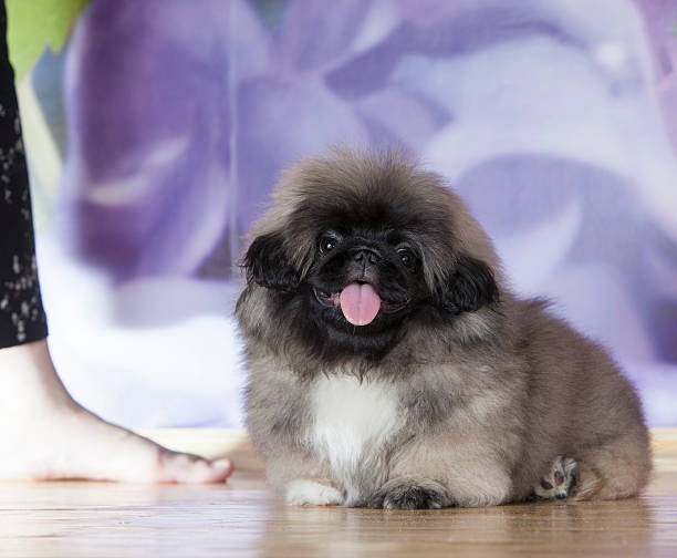 istock Pekinese puppy 180825416