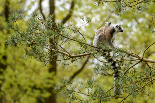 two lemurs on branch