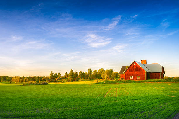 A large red house at the end of a green summer field Beautiful swedish landscape. ostergotland stock pictures, royalty-free photos & images