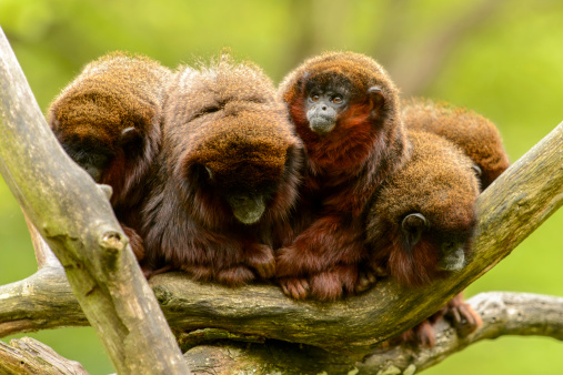 Five monkees (Coppery titi) sitting next to each other in a tree.